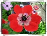 Przyroda, Kwiat, Czerwony, Anemon