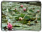 Przyroda, Kwiat Lilia wodna