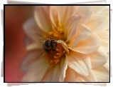 Pszczoła, Owad, Dalia, Kwiat