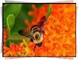 Owad, Pszczoła, Kwiaty