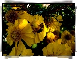 Pszczoła, Rudbekia