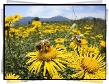 Pszczoły, Miodne, Żółte, Kwiaty, Łąka
