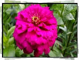 Purpurowa, Cynia