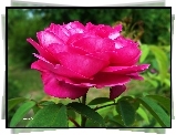 Purpurowa, Róża