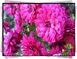 Purpurowe, Chryzantemy