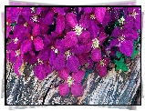 Purpurowe, Kwiatki, Powojniki