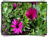 Purpurowe, Kwiaty