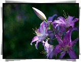 Purpurowe, Lilie