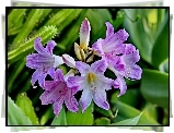 Purpurowe, Lilie