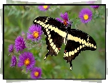 Motyl, Purpurowe, Kwiaty