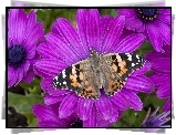 Motyl, Purpurowe, Kwiaty