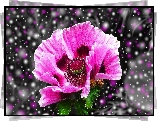 Purpurowy, Mak, Efekty, Graficzne, Makro