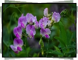 Purpurowy, Storczyk