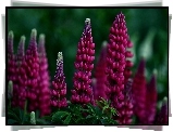 Purpurowy, Łubin