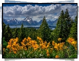 Stany Zjednoczone, Park Narodowy Grand Teton, Góry Teton Range, Drzewa, Las, Łąka, Kwiaty, Balsamorhiza