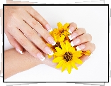 Żółte, Chryzantemy, Ręce, Manicure