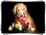 Golden retriever, Róże