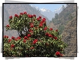 Rhododendron, Góry
