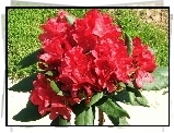 Rhododendron, Trawa