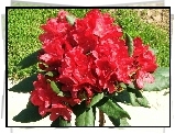 Rhododendron, Trawa