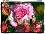 Róże, Rosa, Krople