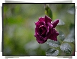 Bordowa, Róża, Rosa