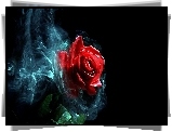 Czerwona, Róża, Dym