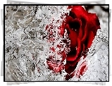 Czerwona, Róża, Lód