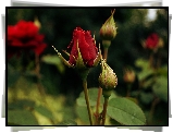 Czerwona, Róża, Ogrodowa