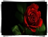 Czerwona, Róża, Płatki