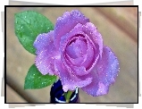 Fioletowa, Róża, Rosa