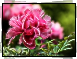 Róża, Fractalius