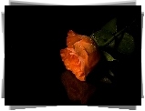 Herbaciana, Róża, Rosa