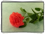 Róża, Kolce