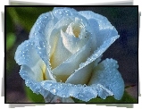 Róża, Błękitna, Krople, Rosy