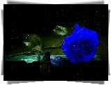 Kwiaty, Róża, Niebieska