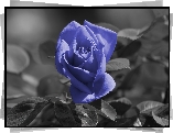 Niebieska, Róża, Listki