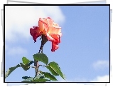 Róża, Niebo