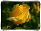 Żółta, Różą, Rosa