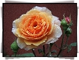 Łososiowa, Róża, Rosa