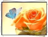 Pomarańczowa, Róża, Motyl