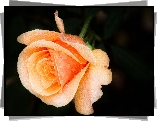 Pomarańczowa, Róża, Rosa