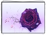 Przypruszona, Róża, Grafika
