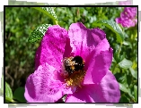 Purpurowa, Róża, Trzmiel