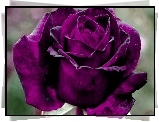 Róża, Purpurowa