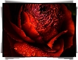 Róża, Rosa