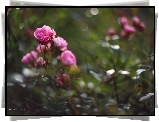 Różowa, Róża, Bokeh