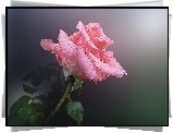 Różowa, Róża, Rosa