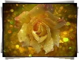Róża, Krople, Światło, Bokeh