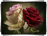 Kwiaty, Róże, Biało-różowa, Czerwona